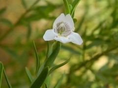 Prostanthera striatiflora