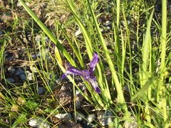 Iris ruthenica
