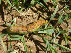 Hyles livornicoides