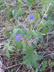 Geranium pseudosibiricum