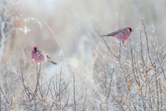 Carpodacus rubicilla