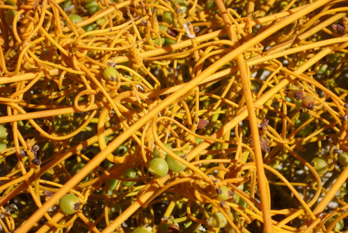 Cassytha filiformis