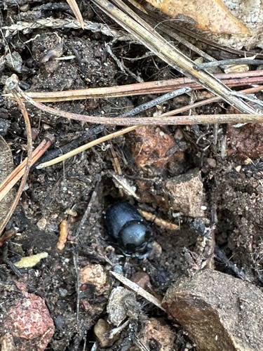 Onthophagus cochisus