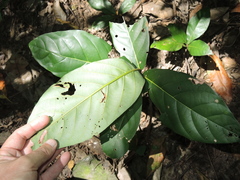 Cryptocarya hypospodia