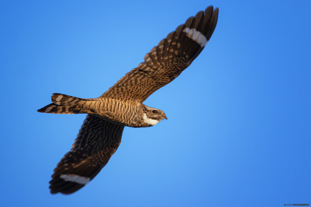 Lesser Nighthawk