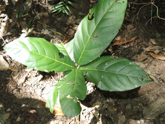 Cryptocarya hypospodia