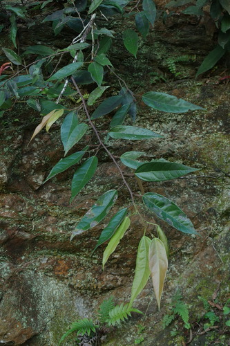 Ficus nipponica iNat (1)