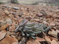 Mesembryanthemum resurgens