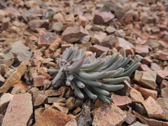 Mesembryanthemum resurgens