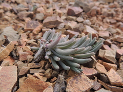 Mesembryanthemum resurgens