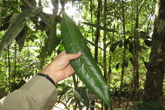 Endiandra microneura
