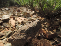 Trachypetrella anderssonii