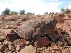 Trachypetrella anderssonii