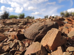 Trachypetrella anderssonii