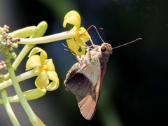 Calpodes longirostris