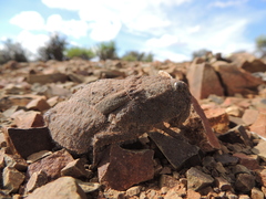 Trachypetrella anderssonii