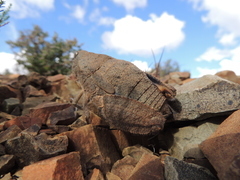 Trachypetrella anderssonii