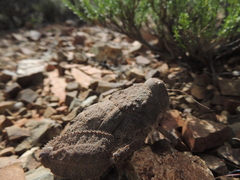 Trachypetrella anderssonii