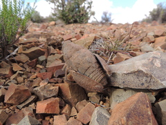 Trachypetrella anderssonii