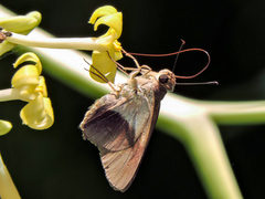 Calpodes longirostris