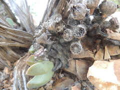 Pleiospilos compactus