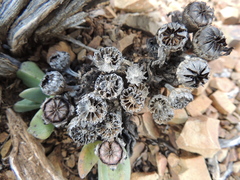 Pleiospilos compactus