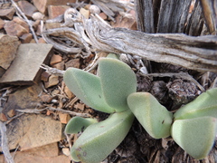 Pleiospilos compactus