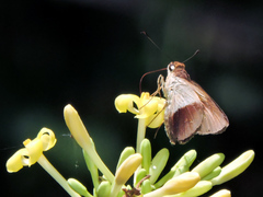 Calpodes longirostris