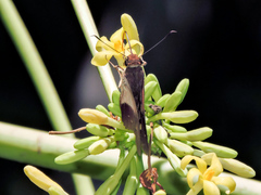 Calpodes longirostris