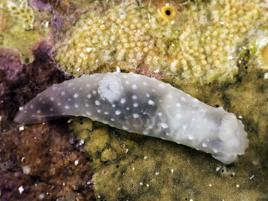 Gymnodoris tuberculosa