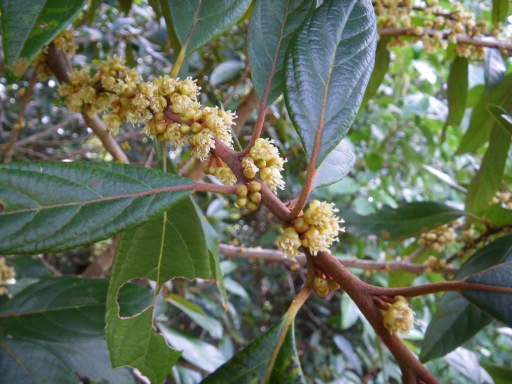 Litsea breviumbellata (Litsea breviumbellata)