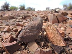 Trachypetrella anderssonii