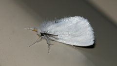 Euproctis melanosoma