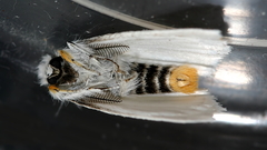 Euproctis melanosoma