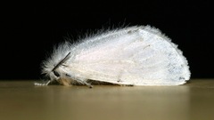 Euproctis melanosoma