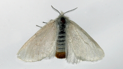 Euproctis melanosoma