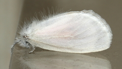 Euproctis melanosoma