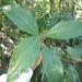 Litsea leefeana - Photo (c) coenobita, algunos derechos reservados (CC BY), subido por coenobita
