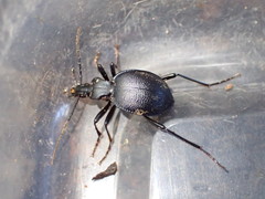 Scaphinotus punctatus