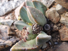 Pleiospilos compactus