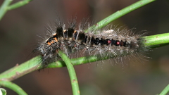 Euproctis melanosoma