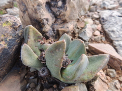 Pleiospilos compactus