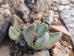 Pleiospilos compactus