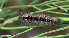 Euproctis melanosoma