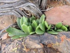 Tylecodon ventricosus