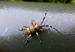 Hexatricha pulverulenta