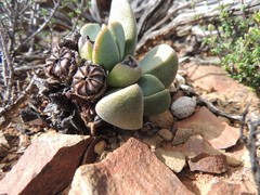 Pleiospilos compactus