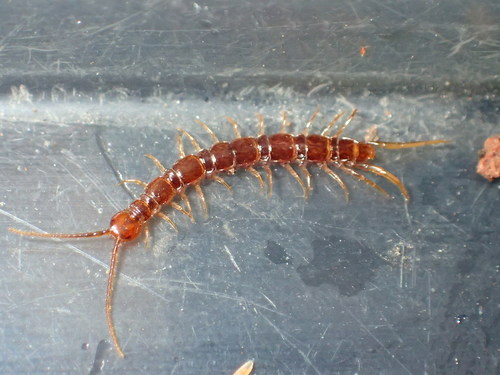Arebius