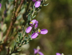 Comesperma retusum