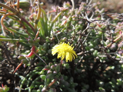 Crassothonna protecta